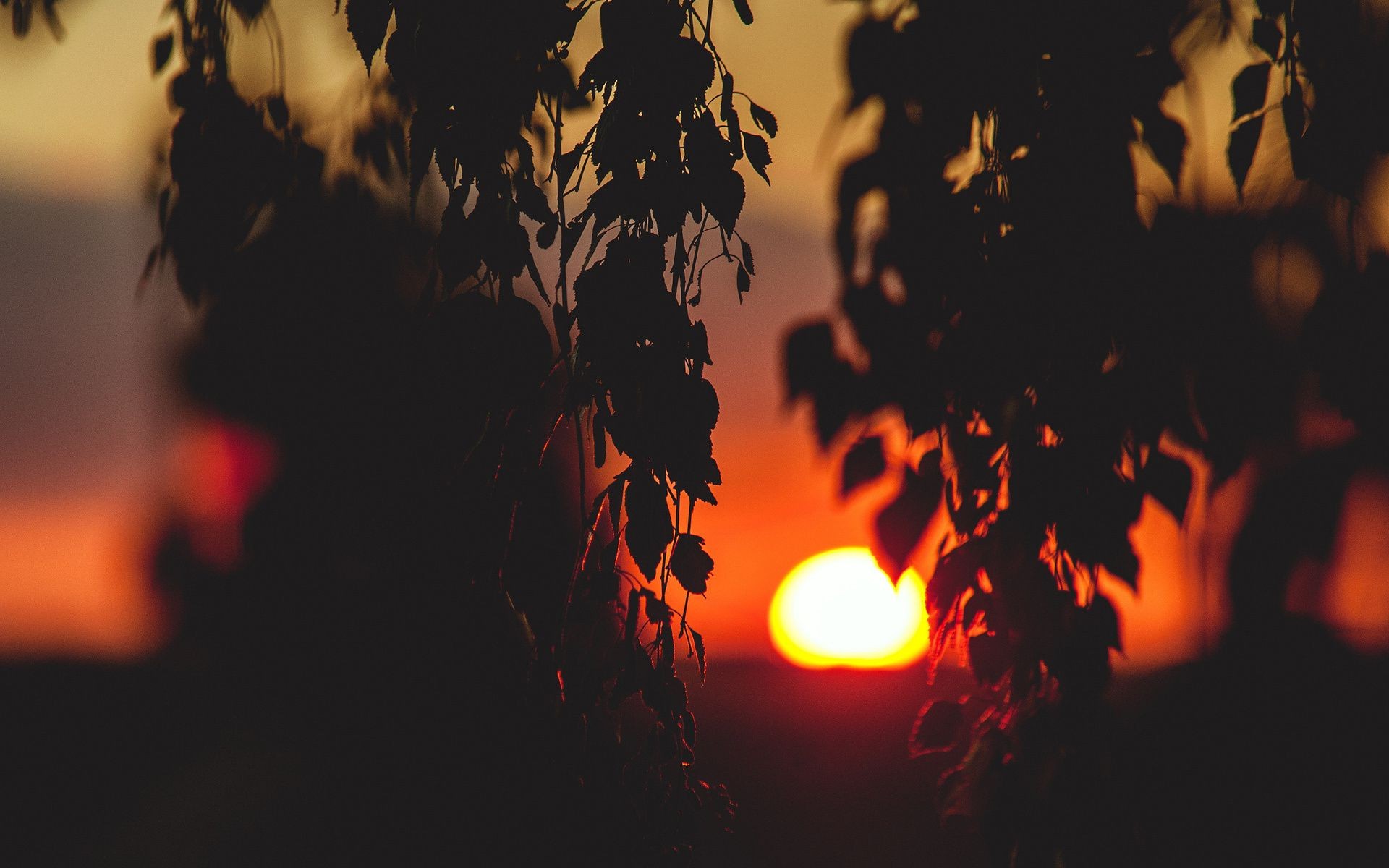 the sunset and sunrise flame dark silhouette light abstract sunset warmly christmas evening halloween