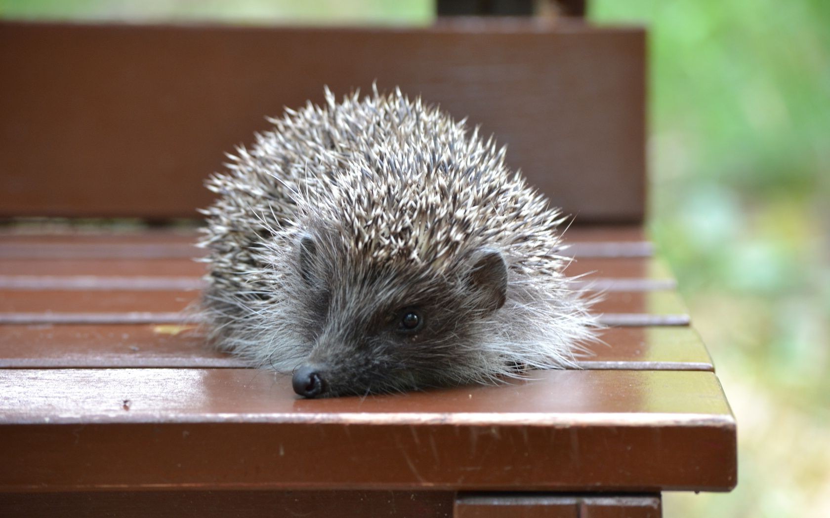 animais mamífero madeira hedge exterior vida selvagem