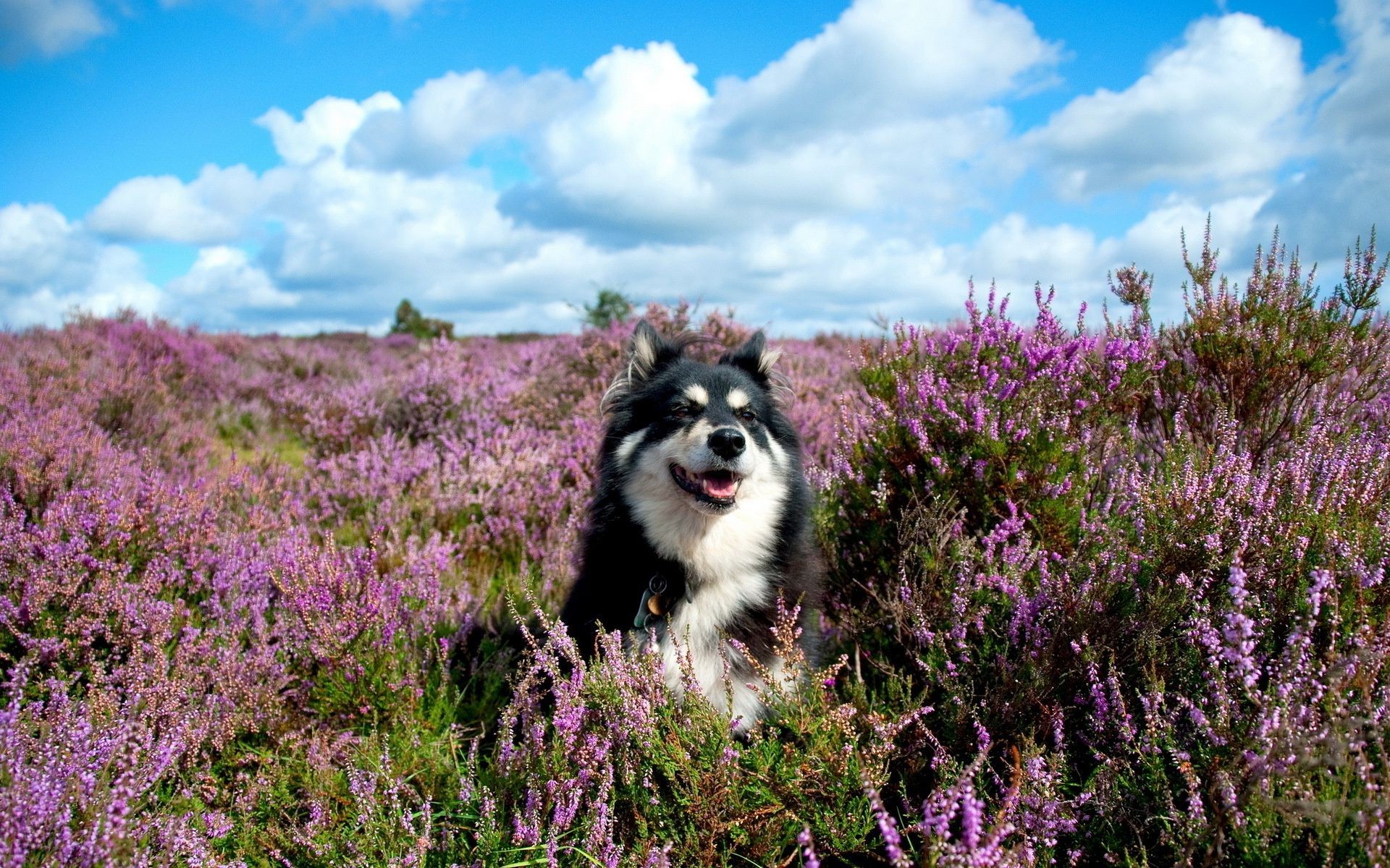 dogs flower nature outdoors field landscape wild grass summer flora heather hayfield