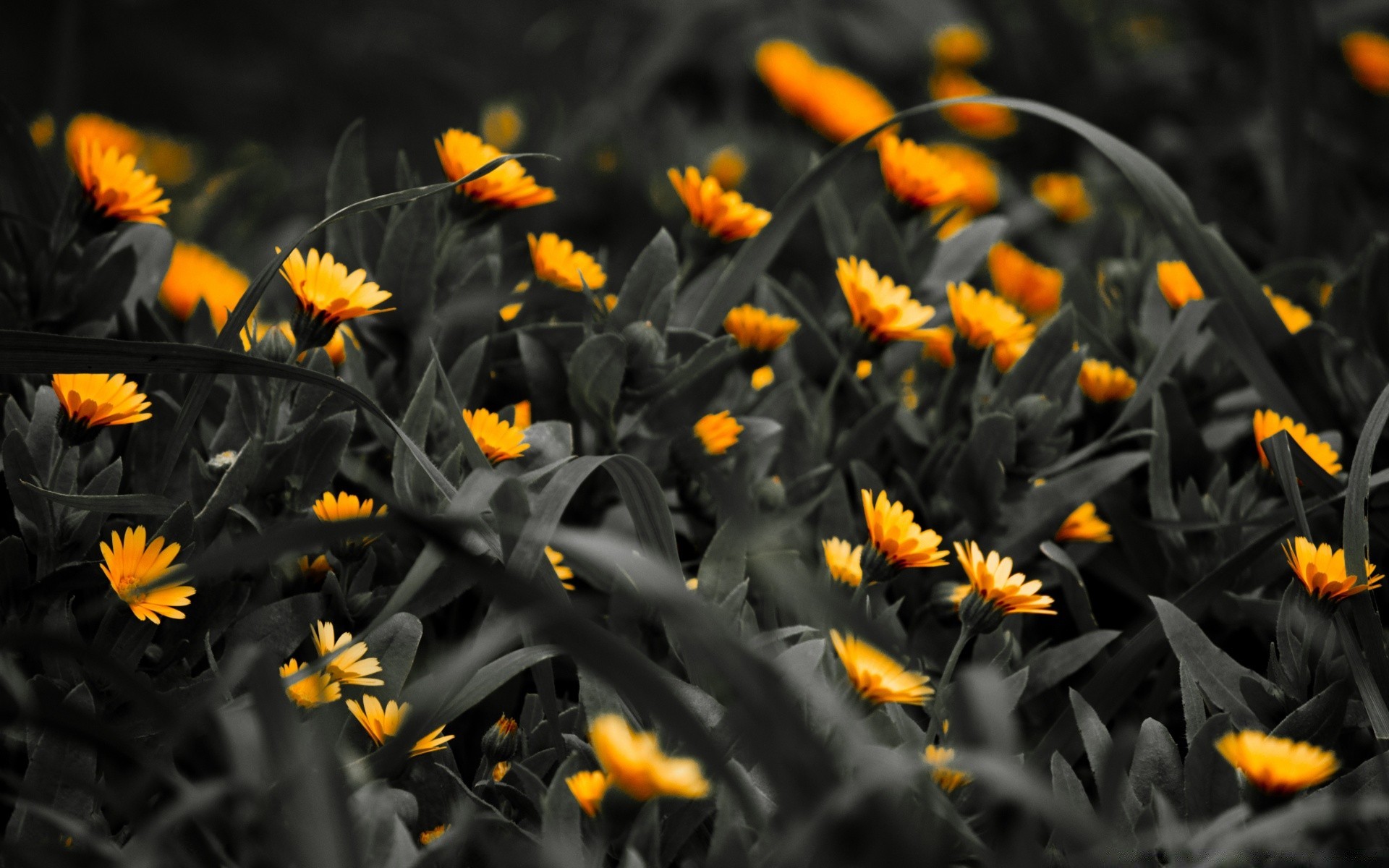 yaratıcı çiçek doğa flora yaprak bahçe yaz renk parlak çiçek açan petal çiçek alan güneş