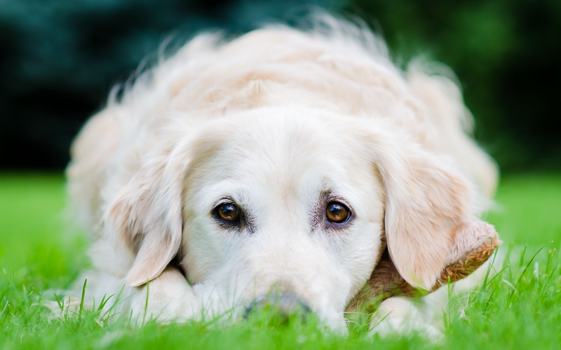 hund hund gras niedlich tier haustier säugetier hundeführer retriever welpe porträt liebenswert wenig junge natur fell inländische rasse lustig anzeigen