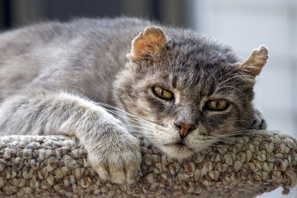 The cat is resting on the street sunbathing