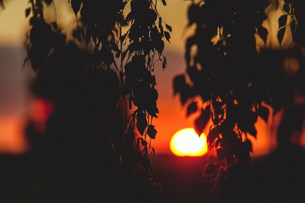 A branch with leaves on a sunset background