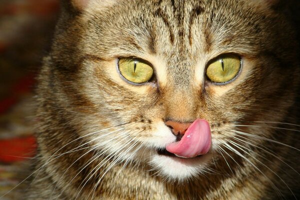 The cat shows its tongue