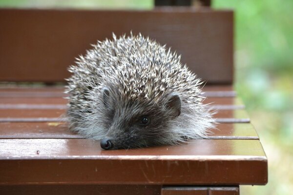 Ein süßer Igel liegt auf einer Bank