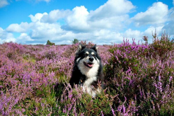 Neşeli köpek lavanta tarlalarında oturuyor