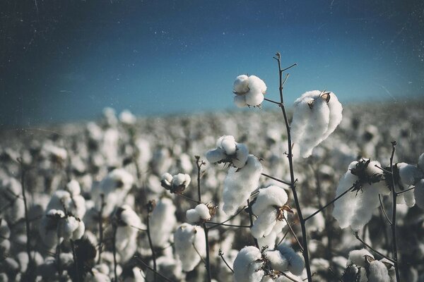 Neve che copre l erba nel campo