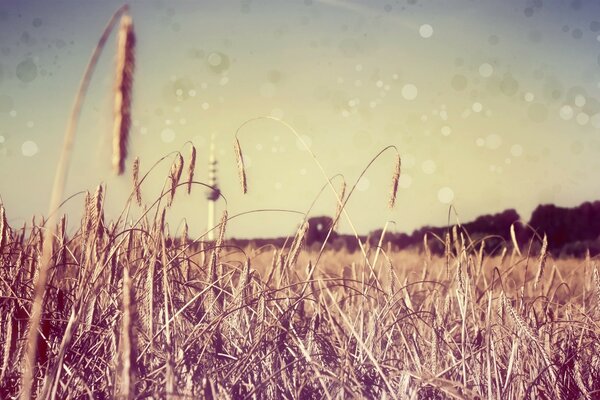 Autumn field in the middle of haymaking