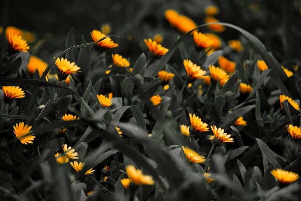 Flores de caléndula brillantes sobre un fondo oscuro y sombrío