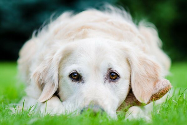 A white dog is lying on a green lawn