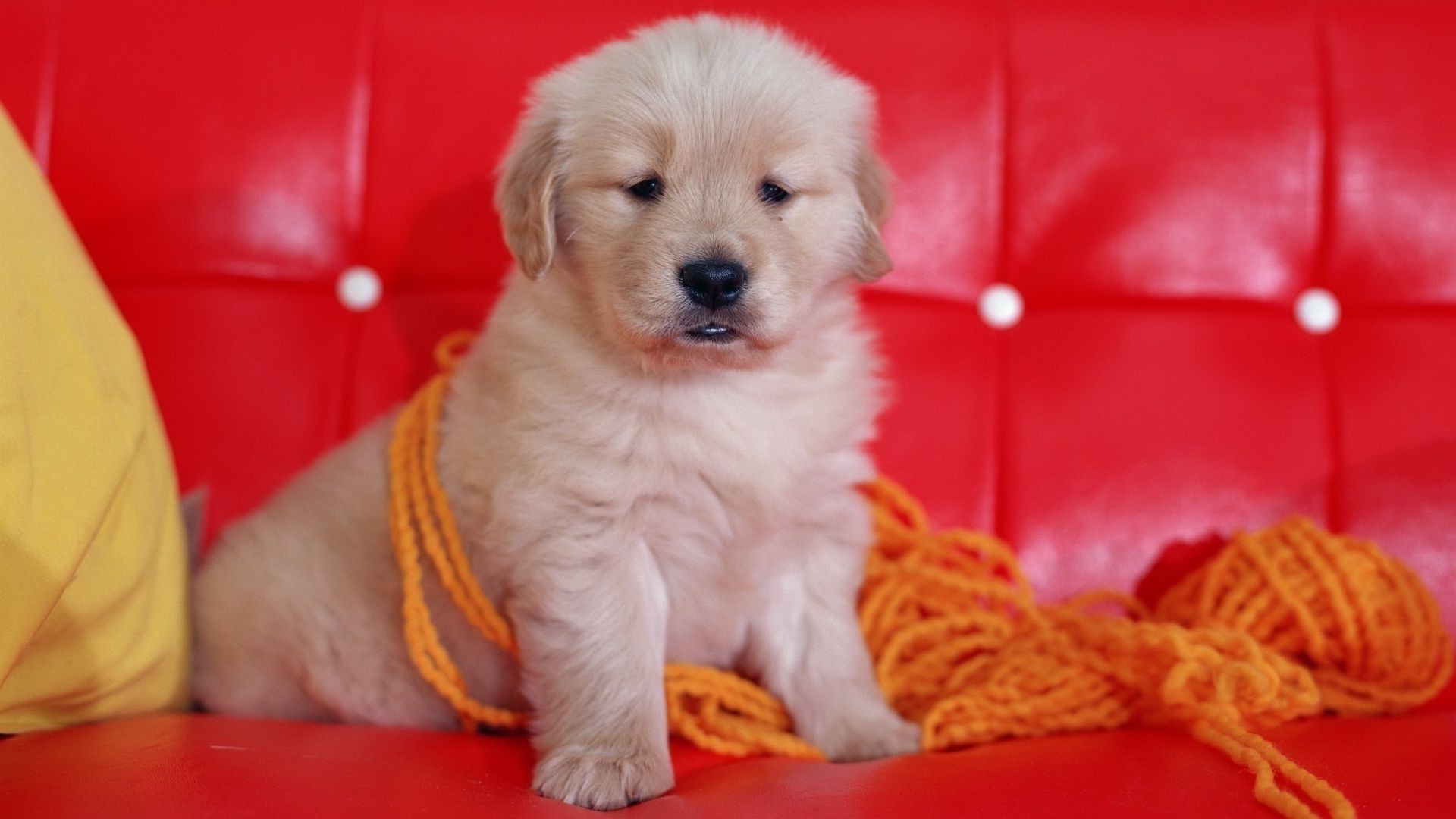 perros perro mascota lindo mamífero perro solo retrato cachorro pequeño sentarse