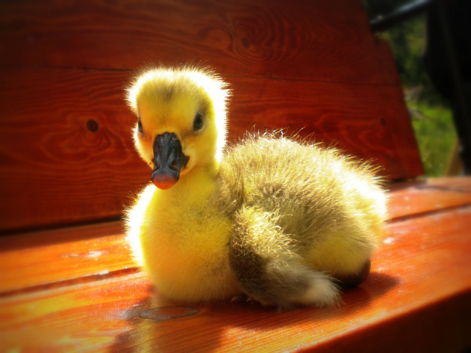 tiere vögel vogel ente dame gans entlein ostern essen bauernhof ein tier