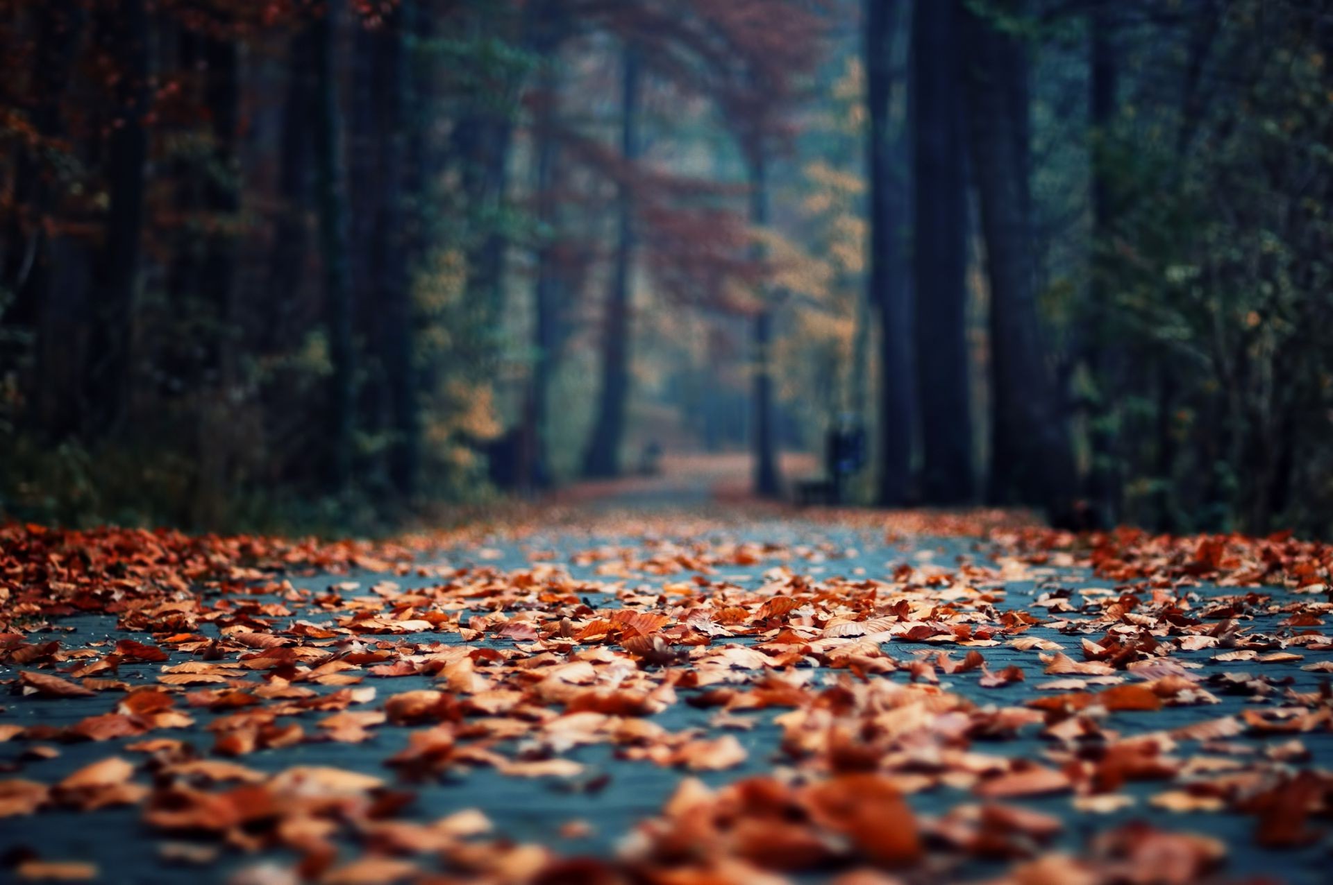 foglie legno autunno desktop albero foglia natura all aperto colore stagione modello struttura oro