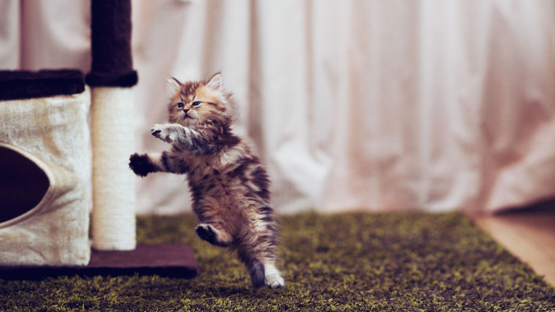 kediler kedi memeli sevimli hayvan evde beslenen hayvan yavru kedi yerli kürk küçük doğa portre sit yalnız