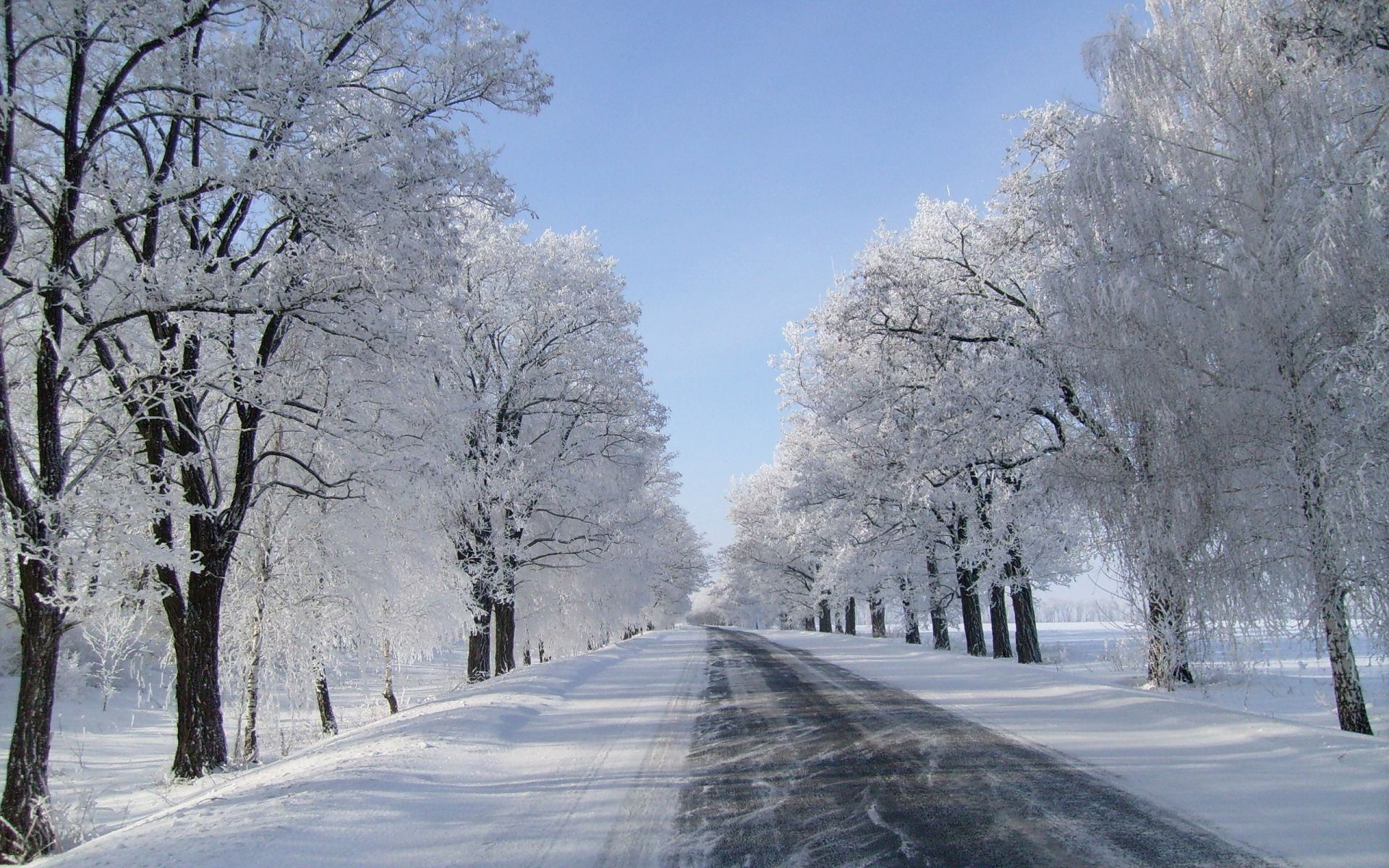 hiver neige gel froid congelé bois bois glace météo saison paysage tempête de neige givré route ruelle neigeux neige-blanc branche manuel scénique