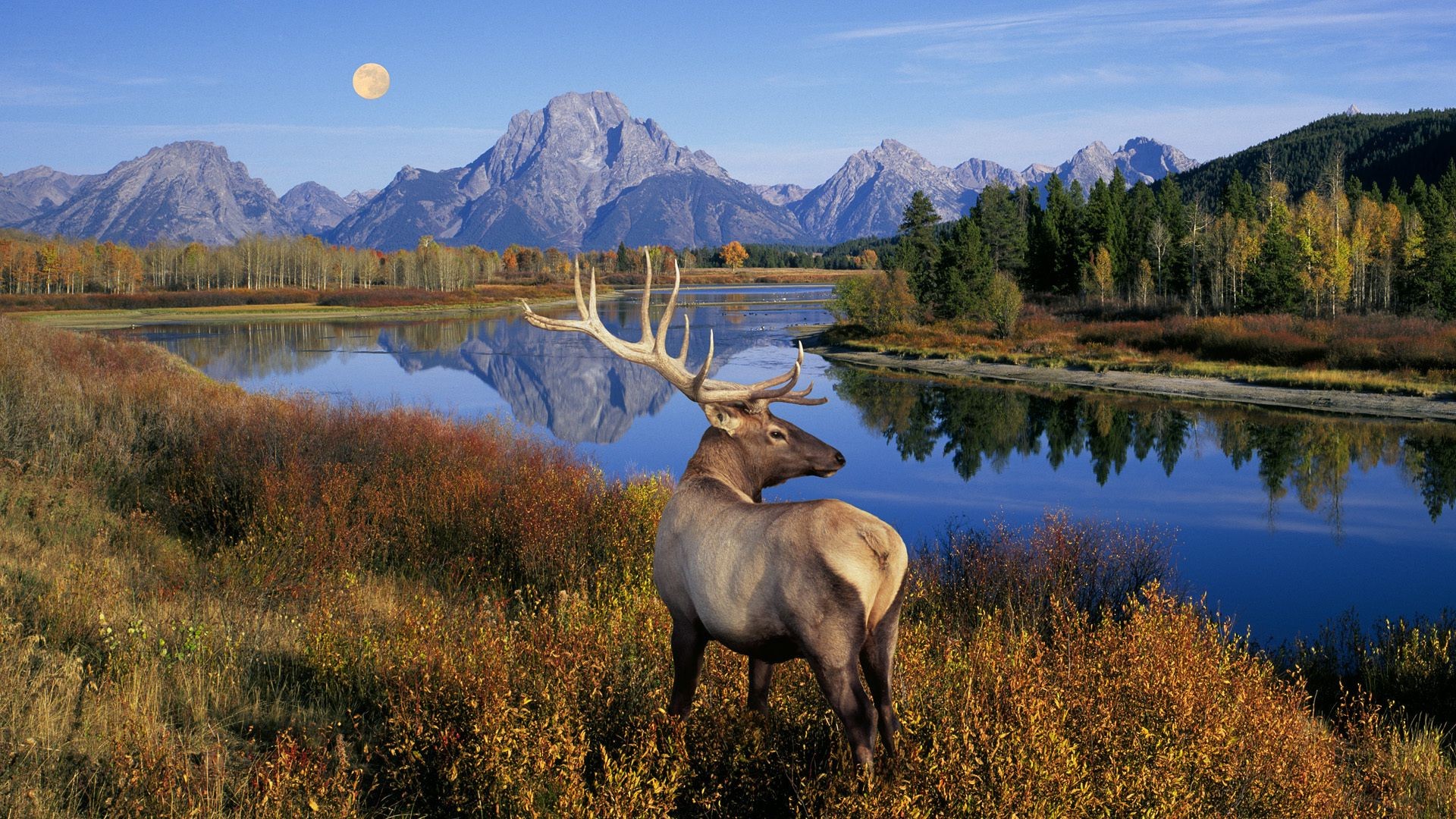 ciervos alces lago agua reflexión madera otoño naturaleza paisaje al aire libre salvaje montañas nieve viajes