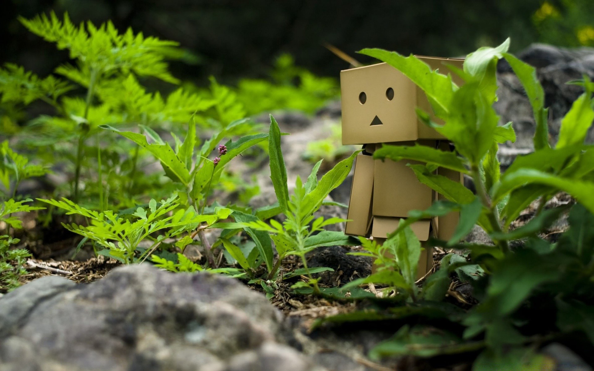 créativité feuille nature flore alimentaire jardin été en plein air bois herbe environnement bois