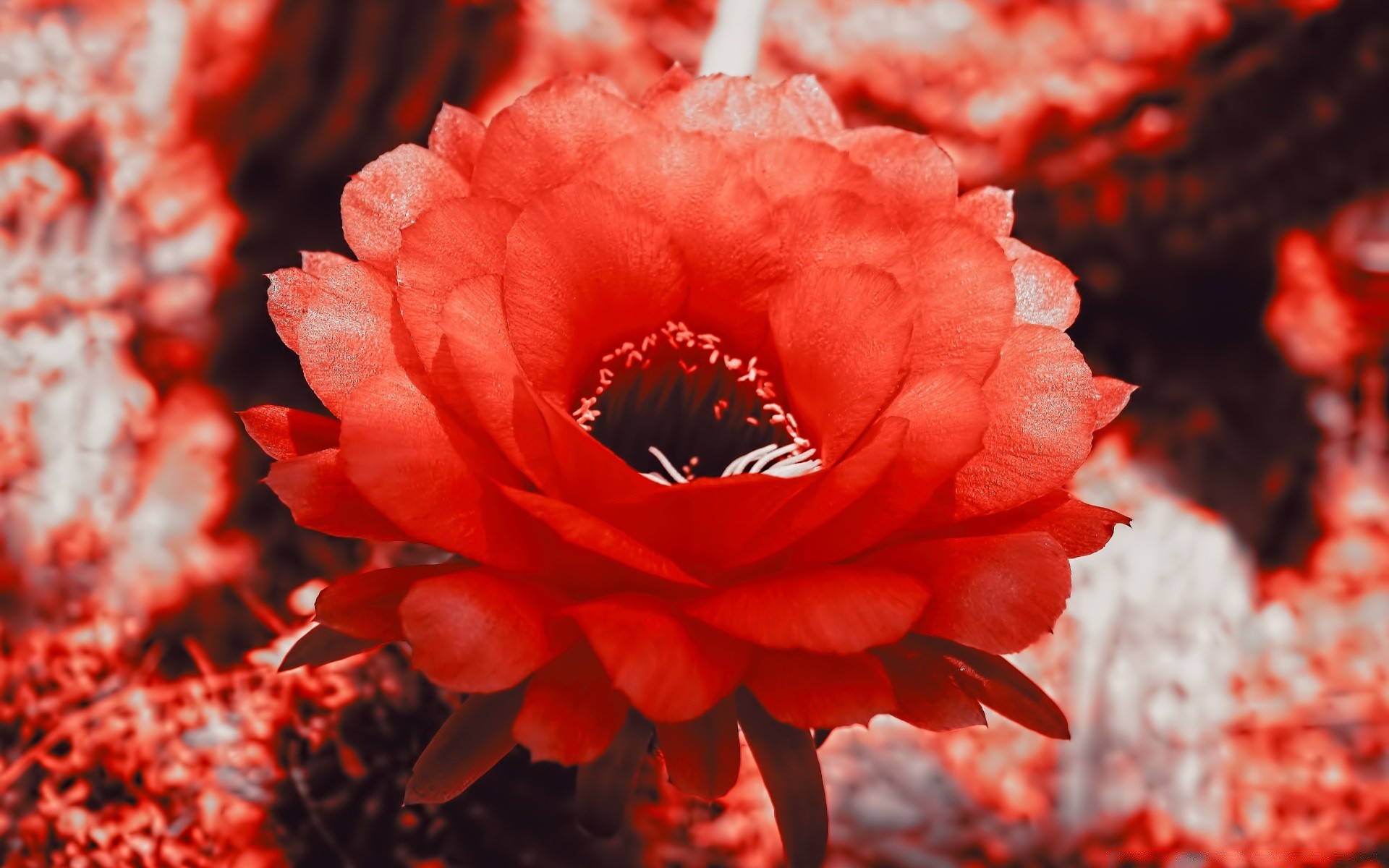 kreativ natur blatt blume farbe flora hell herbst schön saison garten