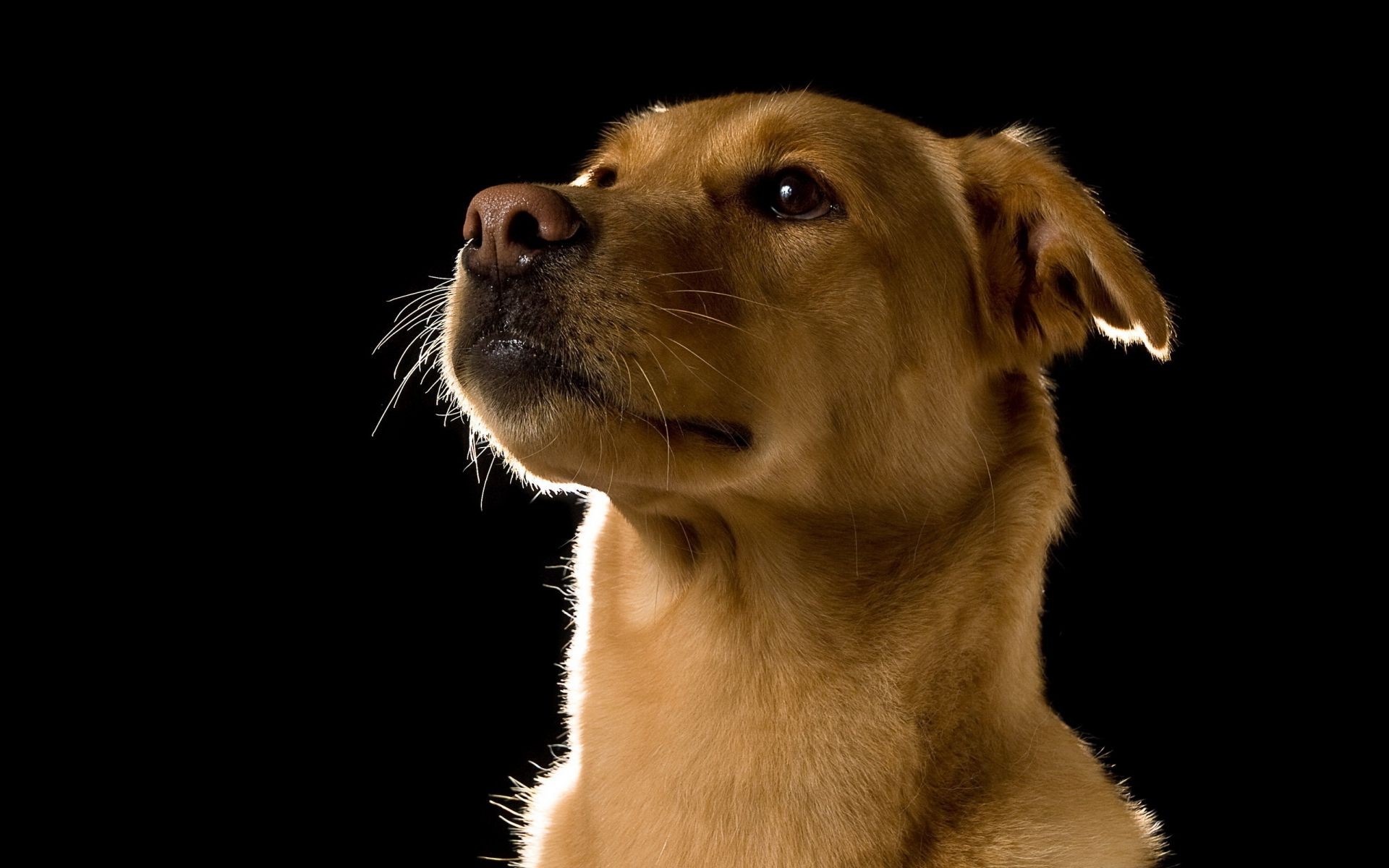 hund säugetier hund niedlich tier haustier porträt fell studio lustig auge hundespezialist welpe junge vorschau