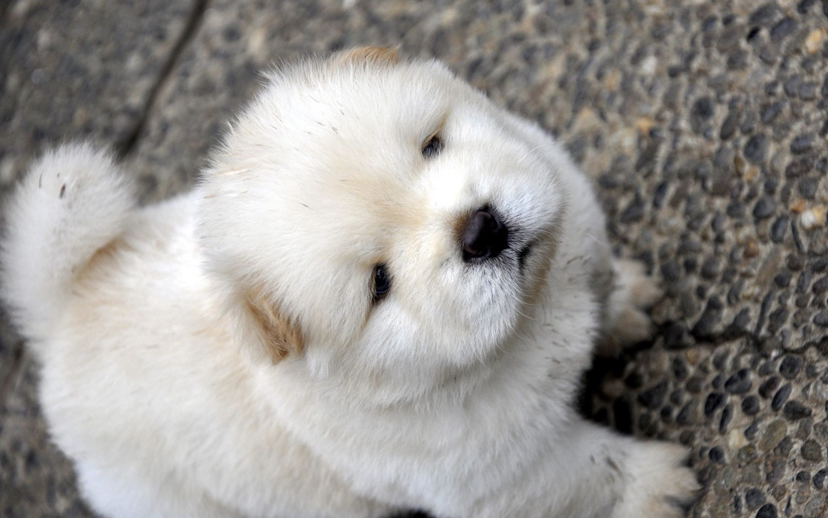 chien mammifère fourrure mignon la faune animal givré vers le bas nature peu portrait lapin chien hiver neige gris