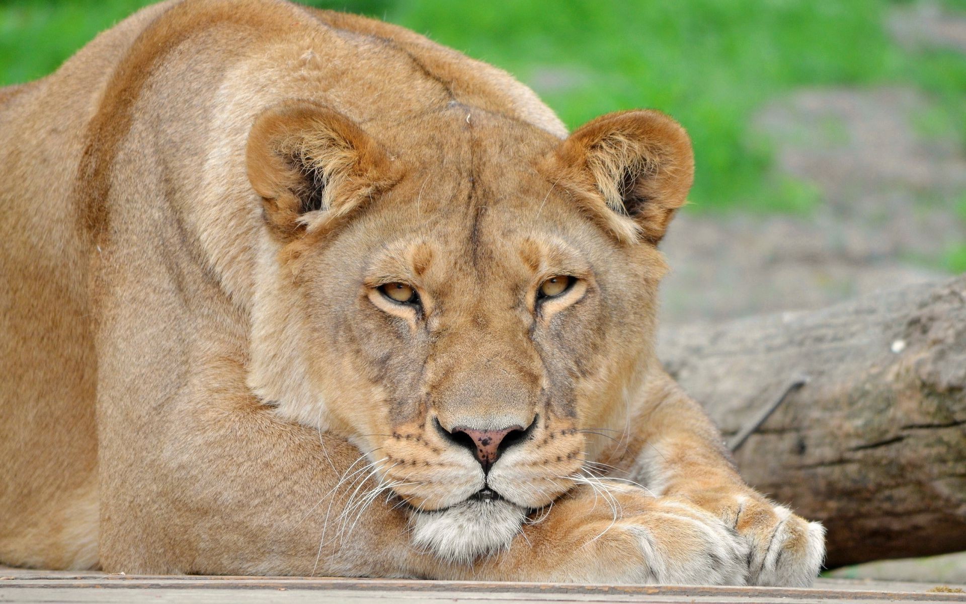 leoni gatto fauna selvatica mammifero animale predatore leone mangiatore di carne selvaggio safari cacciatore zoo grande pelliccia natura giungla pericolo ritratto caccia pantera occhio