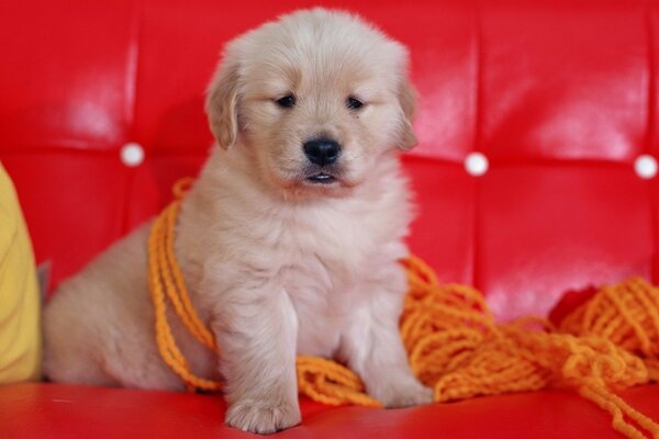 Cachorro en el Sofá rojo con una enredada madeja de hilo naranja