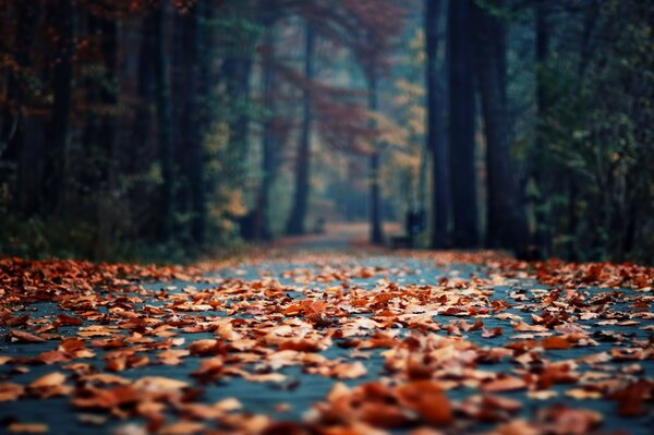 Forest autumn road strewn with fallen leaves