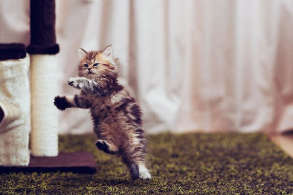 Gato bonito brincando em casa