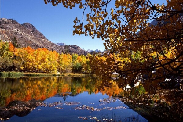 Autumn trees yellow leaves river mountains