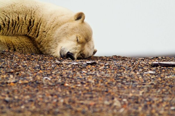 A bear sleeps in the wild on rocks