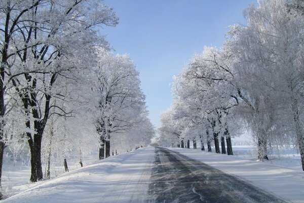 Camino de invierno en medio de árboles nevados