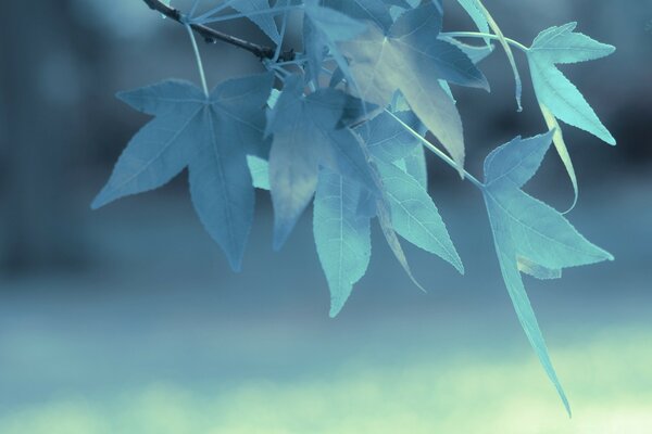 Blue leaves on a blurry background