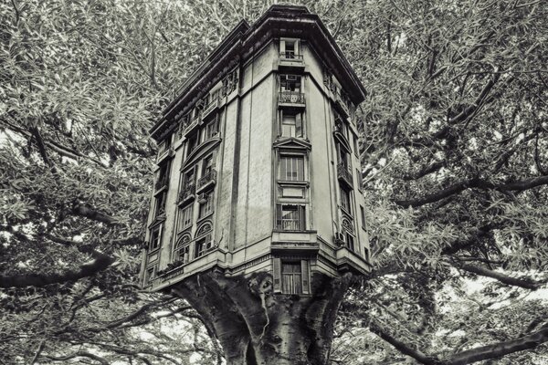 Casa vieja como un árbol centenario