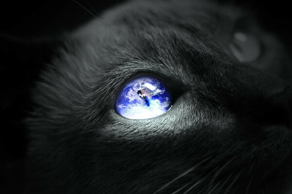 In the pupil of a cat, planet earth