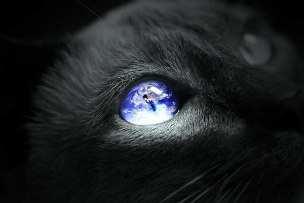 В зрачка у кошки планета земля