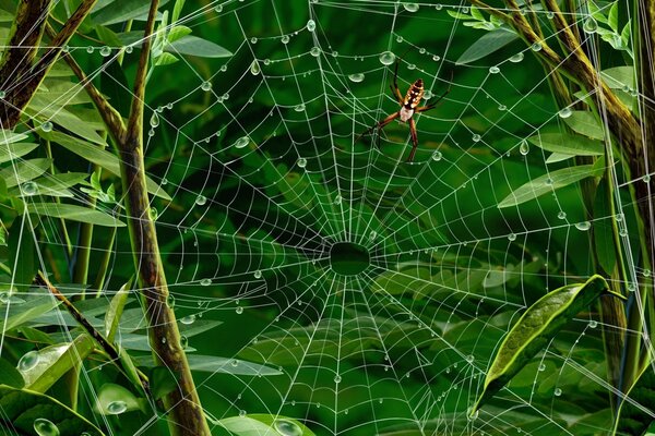 Spider and web after rain in the tropics