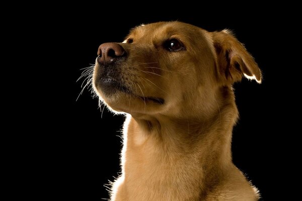 Dog portrait image in color