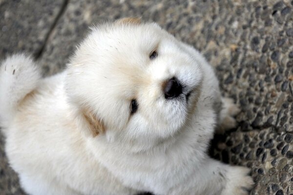 Cachorro de color blanco abre los ojos