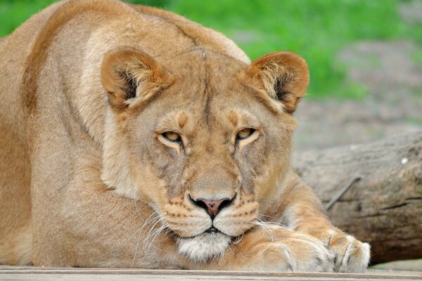 Leona salvaje pone su cabeza sobre sus patas