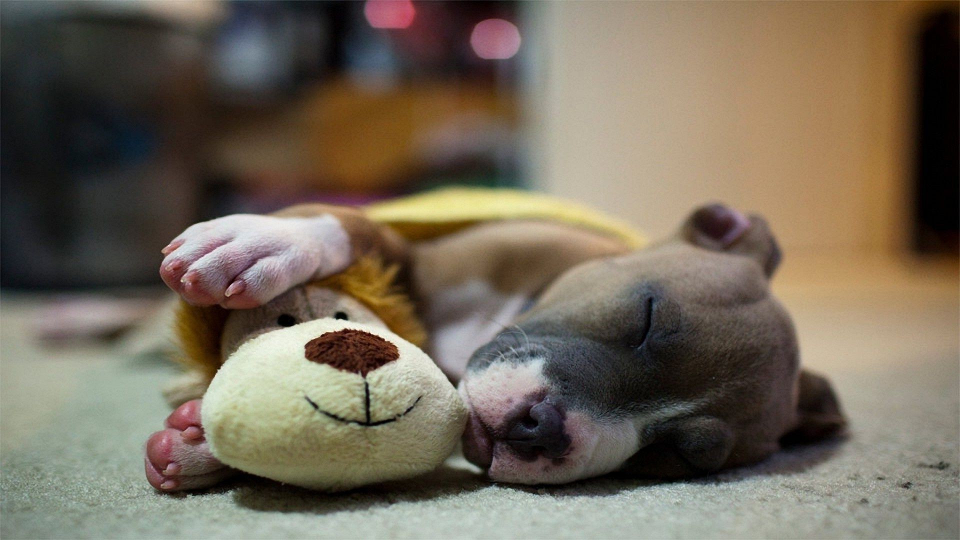 dogs dog mammal indoors toy one portrait food cute still life