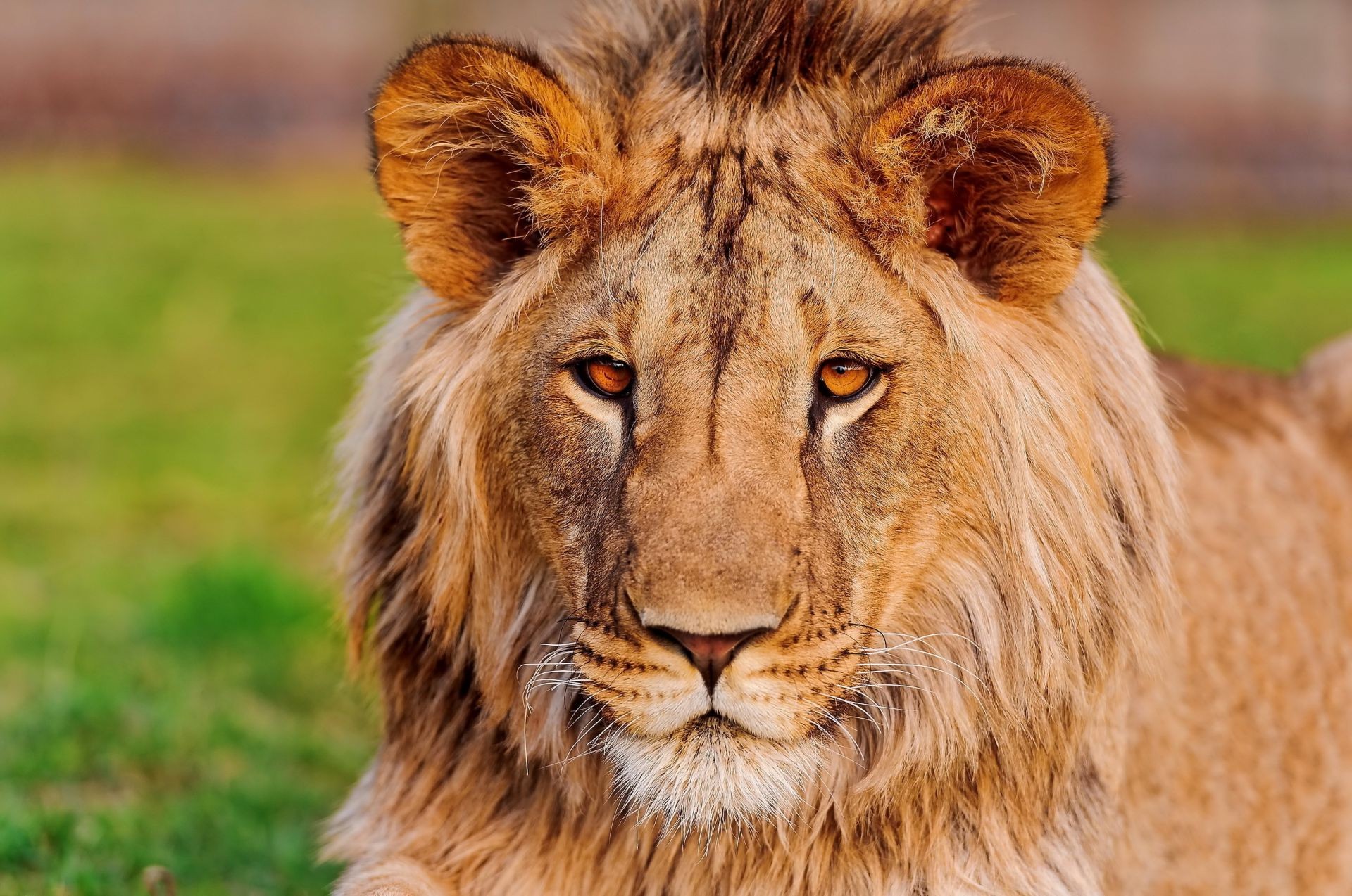 löwen tier tierwelt katze säugetier raubtier wild löwe fleischesser natur pelz groß safari jäger gras porträt manet gefahr zoo