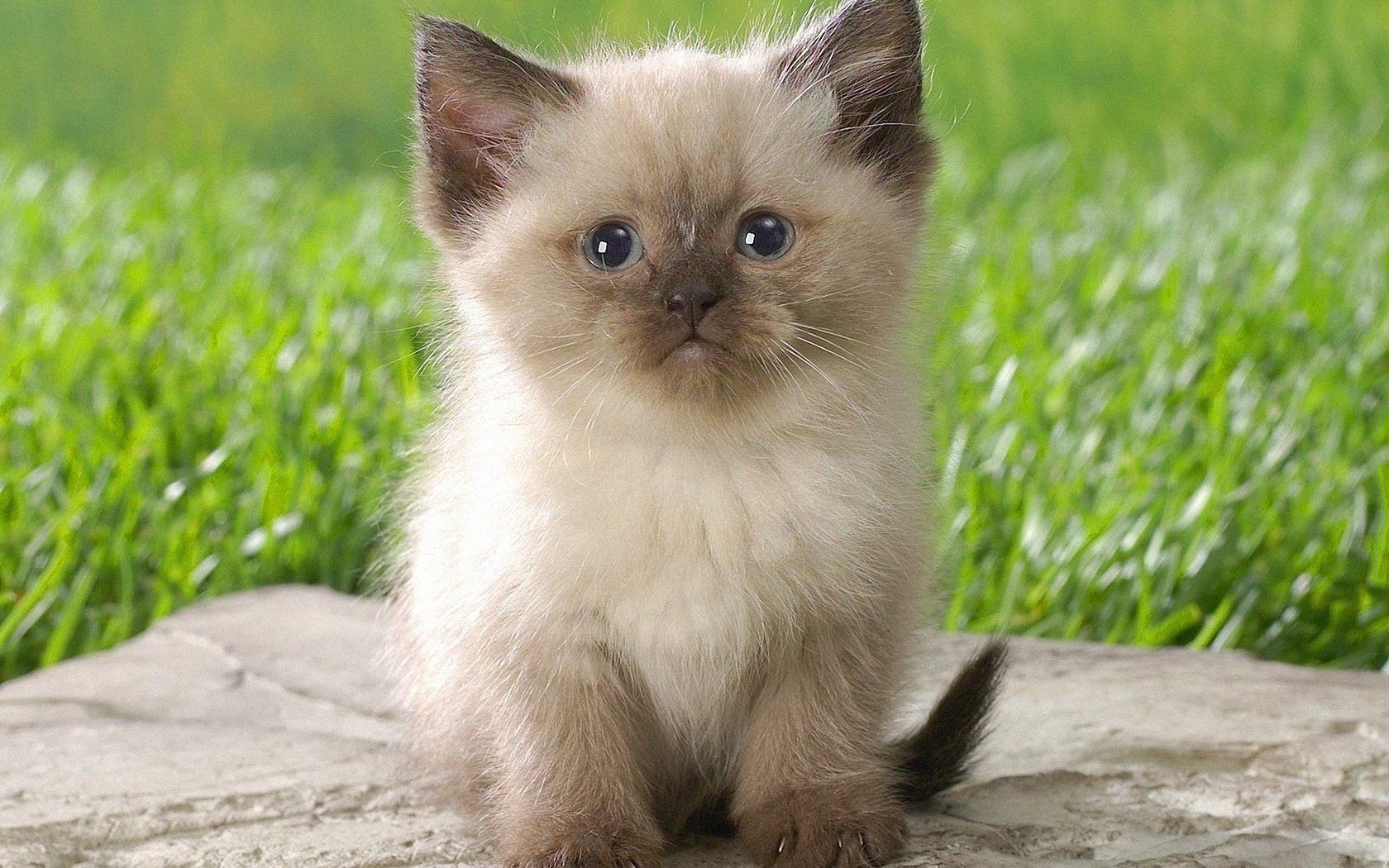 gato lindo mamífero animal pequeño gato pelaje ojo