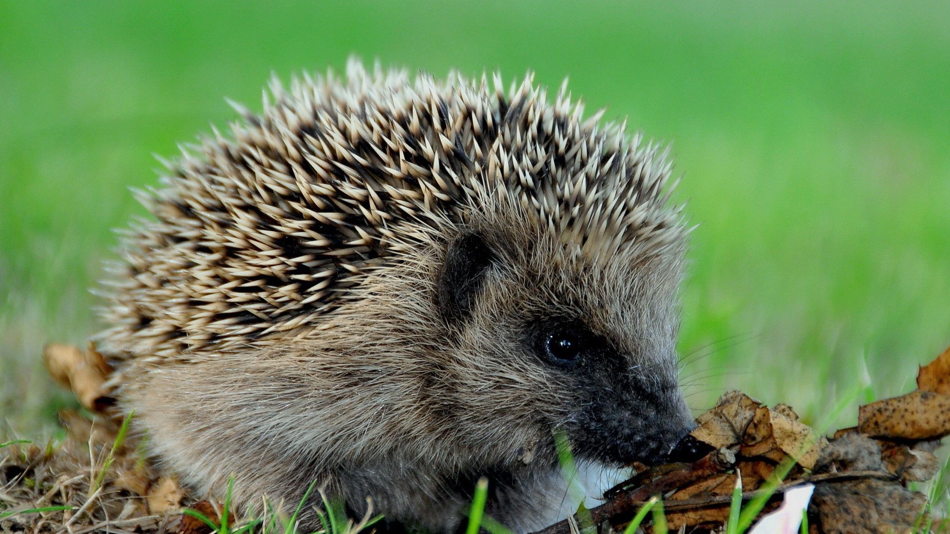 tiere tierwelt gras natur säugetier wenig tier niedlich im freien wild ökologie scharf