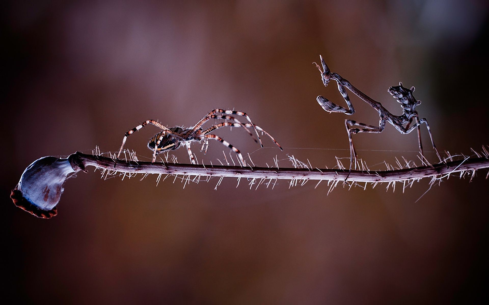 insectes araignée insecte arachnide nature toile d araignée animal spooky invertébrés aube la faune rosée chute jardin toile d araignée pluie gros plan voler dof libellule web