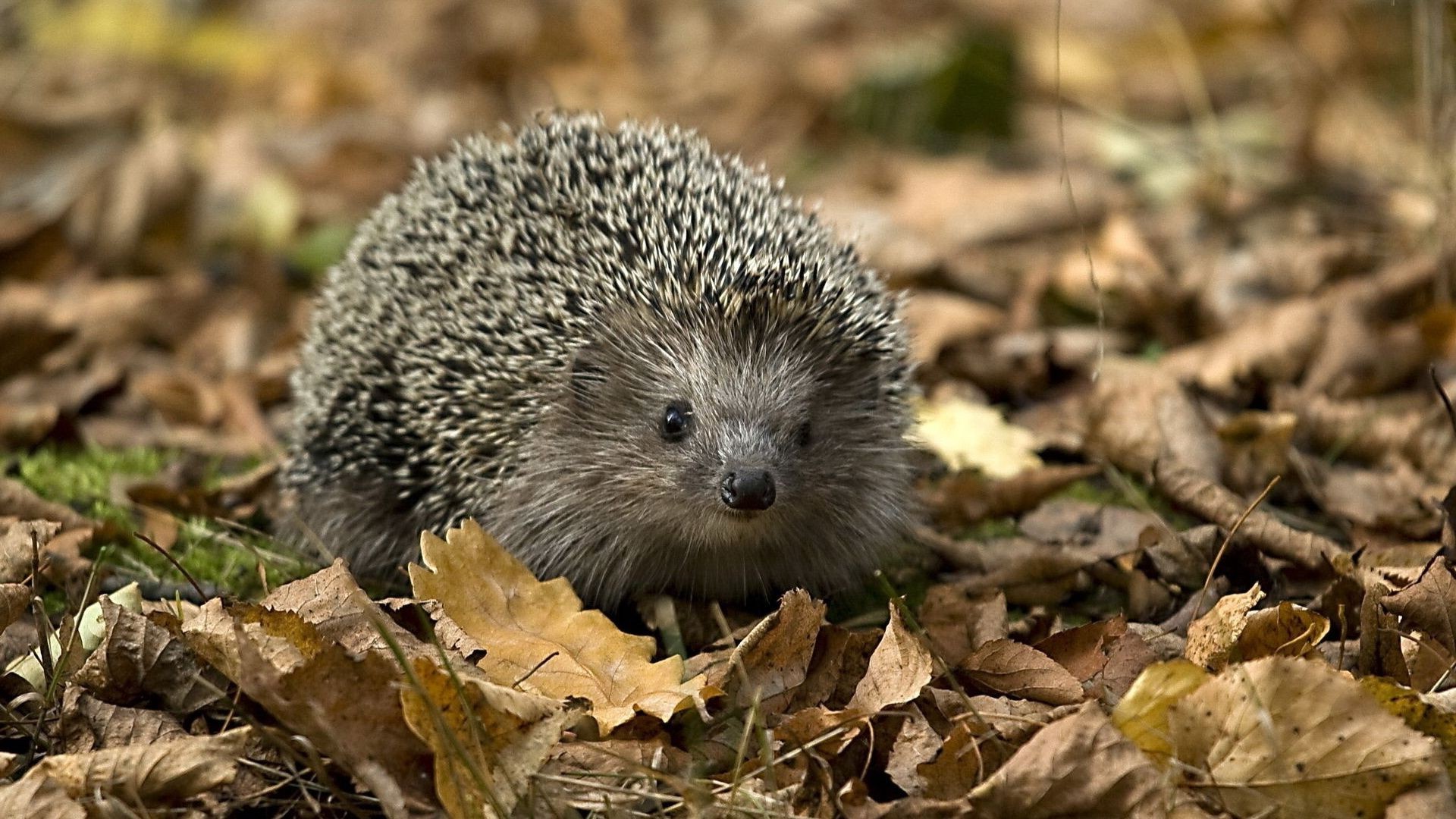 animales naturaleza vida silvestre mamífero lindo al aire libre pequeño animal salvaje agudo