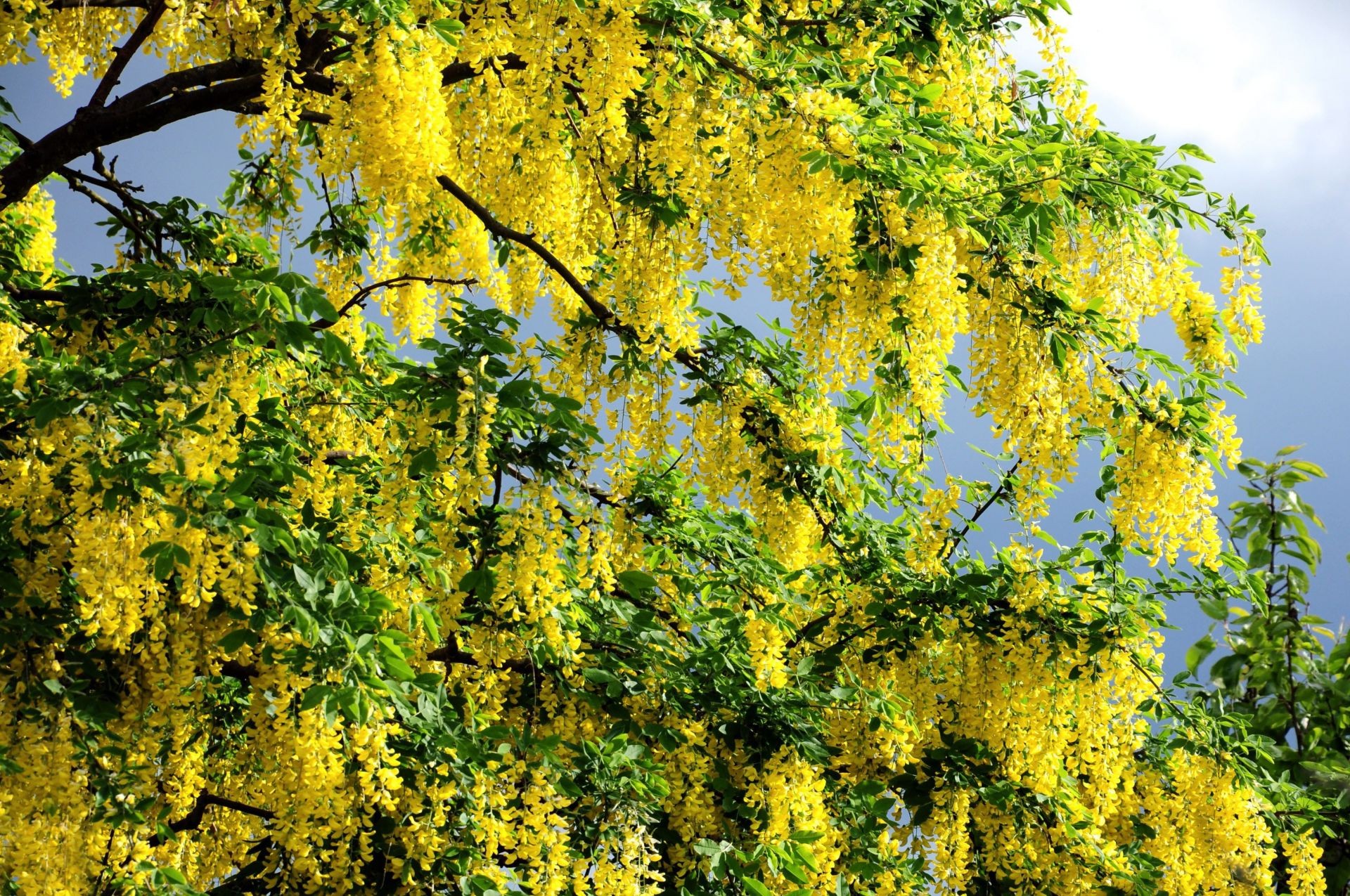 printemps feuille nature arbre saison branche flore lumineux été automne couleur beau temps à l extérieur bois jardin croissance environnement rural fleur soleil