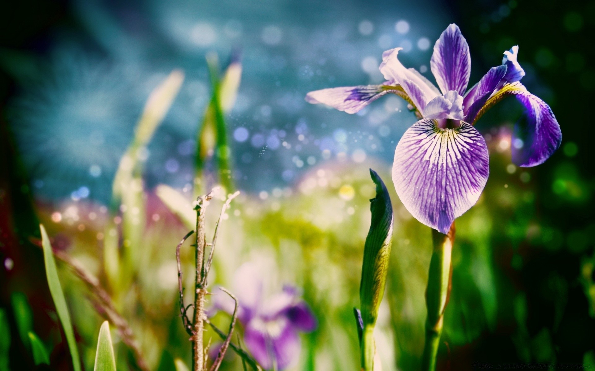 yaratıcı doğa çiçek flora yaz yaprak çimen parlak açık havada bahçe güzel hava büyüme alan güneş renk çiçek çiçeklenme