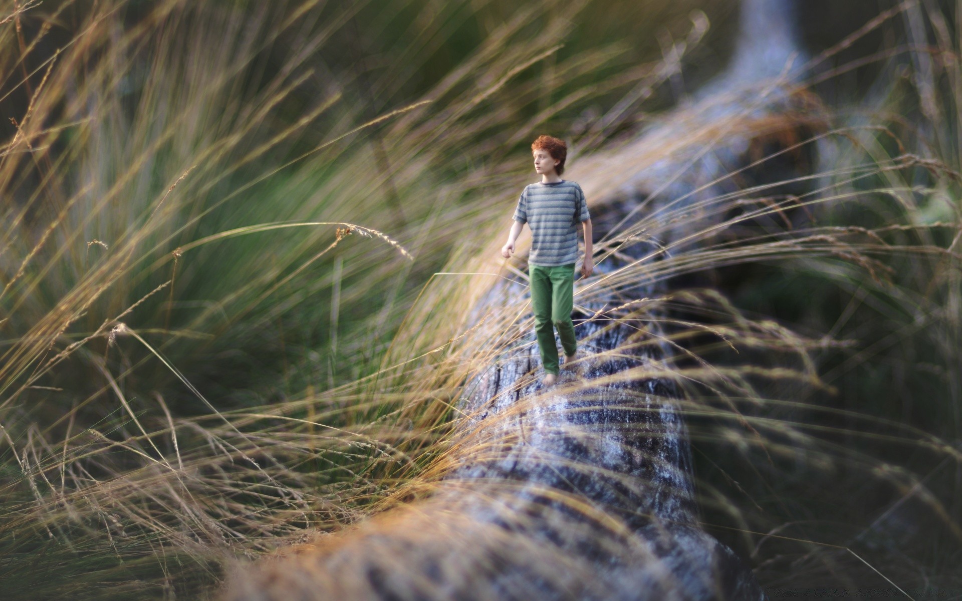 kreativ natur im freien wasser gras sommer spinne herbst gutes wetter ein dämmerung unschärfe landschaft falle schön web holz sonne park