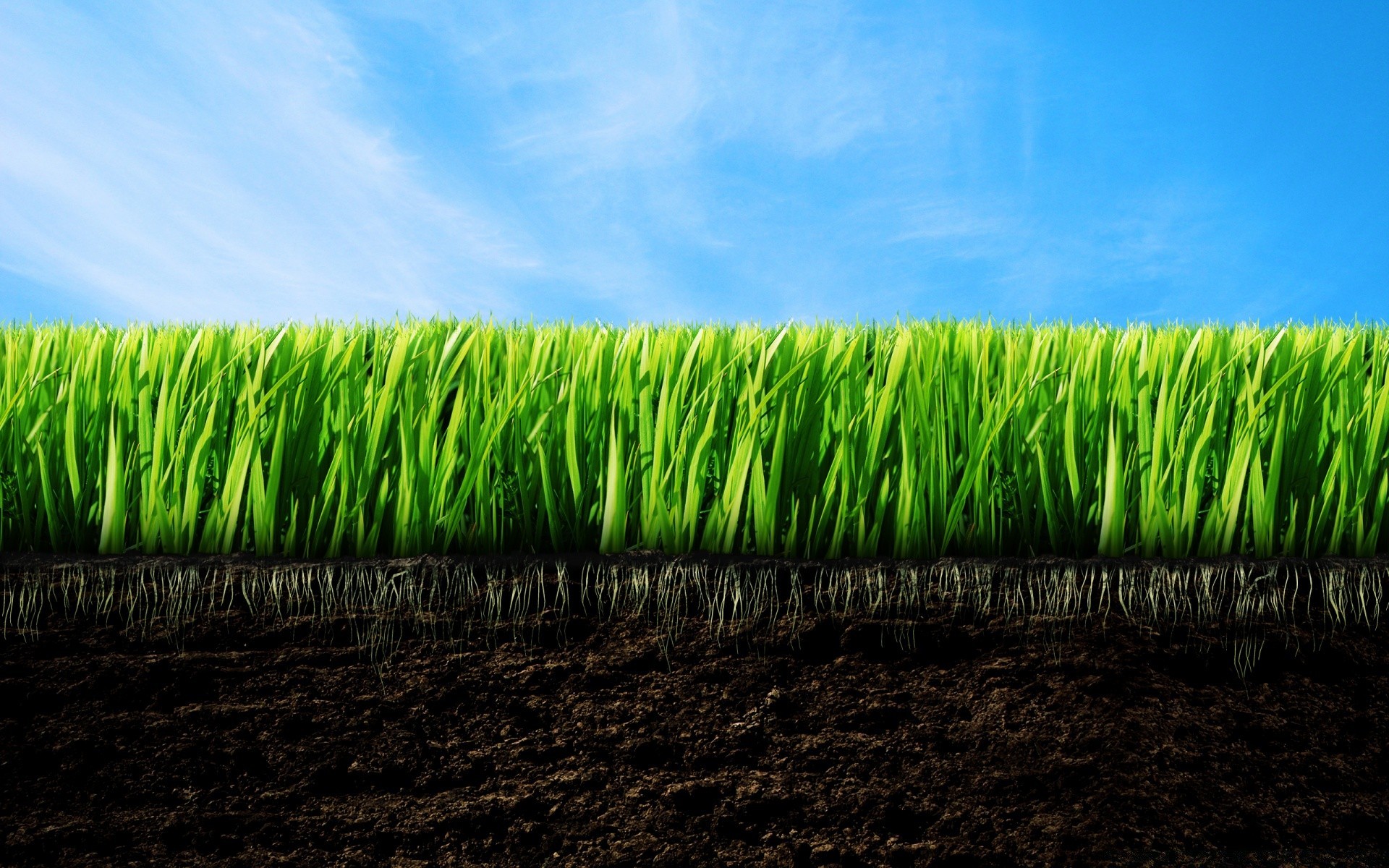 kreativ gras wachstum flocken des ländlichen landwirtschaft üppig weide ackerland rasen feld blatt boden sommer natur im freien flora bauernhof weizen heuhaufen