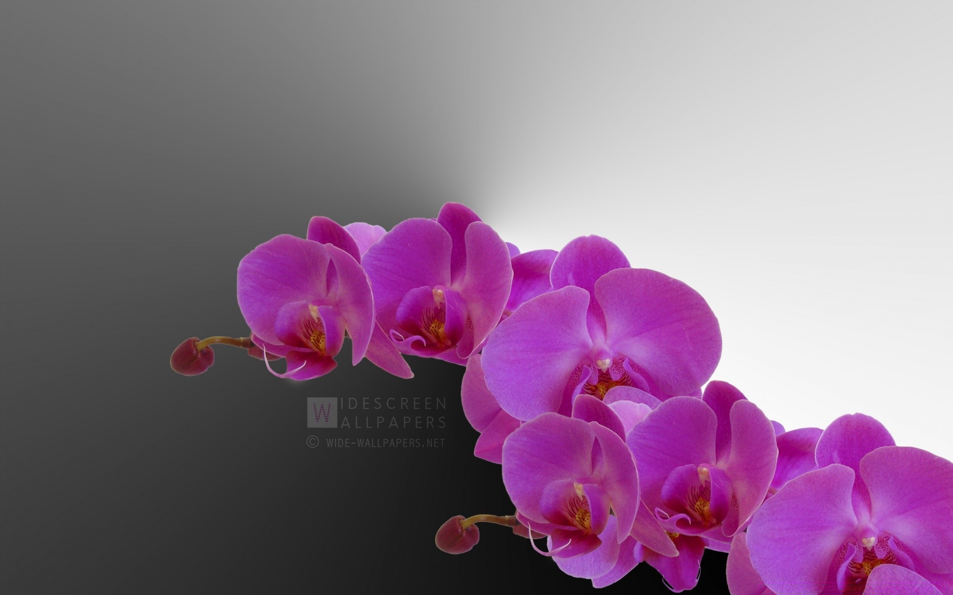 créativité fleur tropical orchidée elégant nature exotique pétale phalaenopsis lumineux romance flore délicat